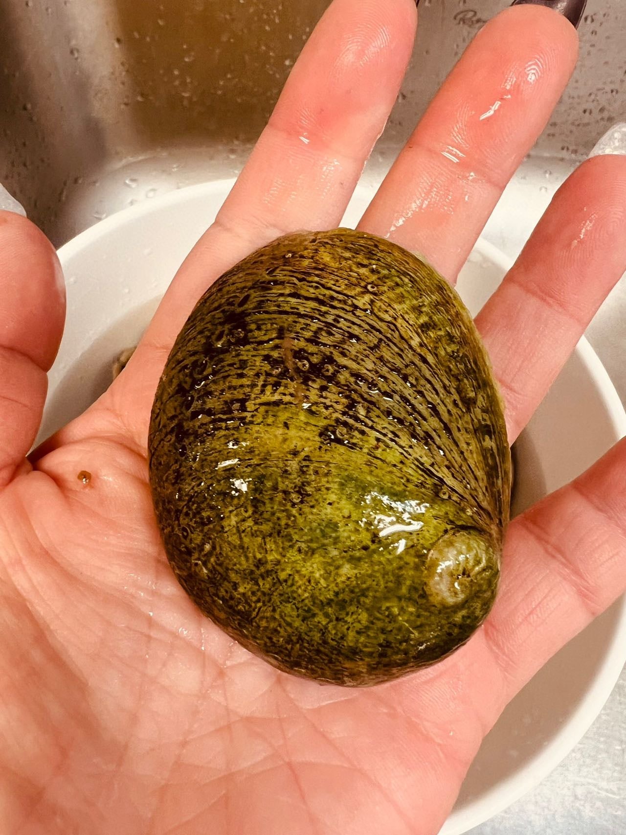 澳洲野生青邊鮑(每盒1KG)