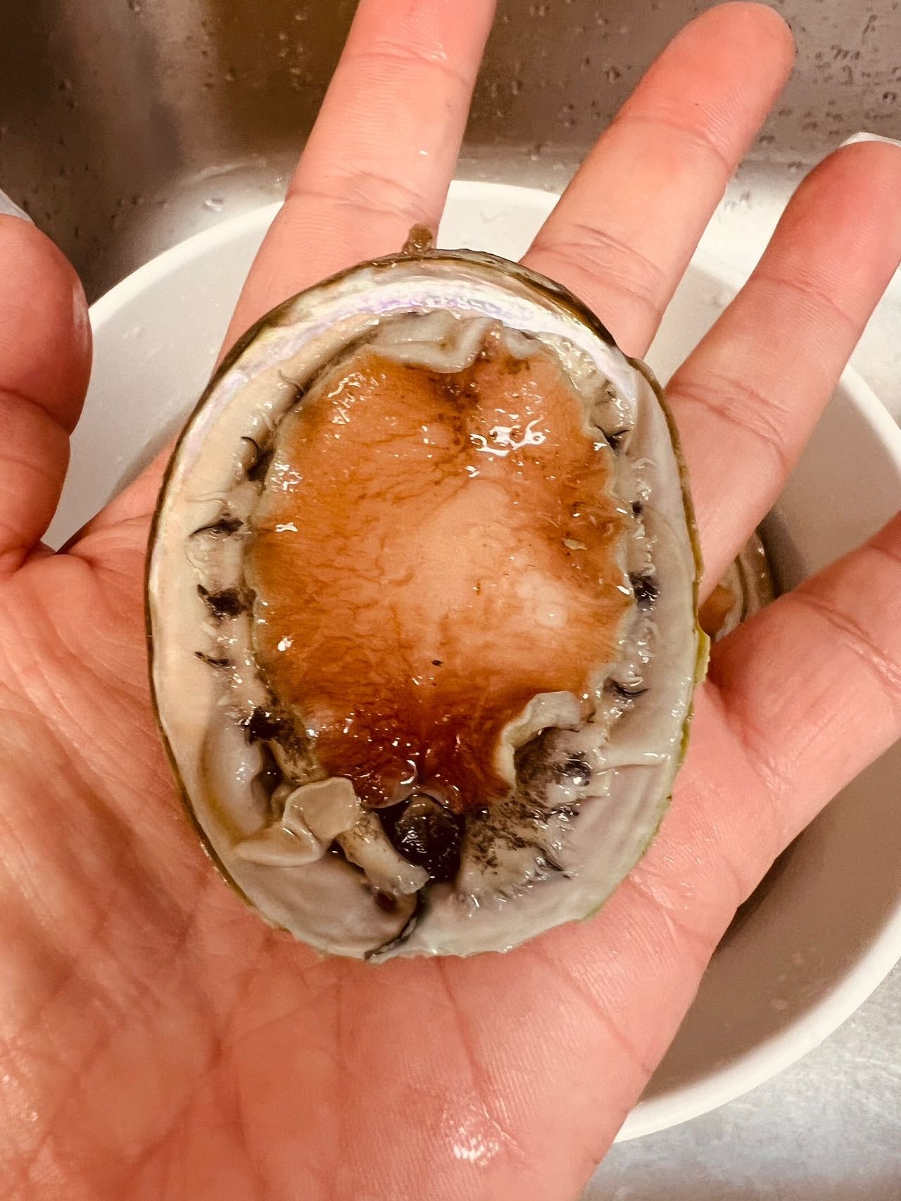 澳洲野生青邊鮑(每盒1KG)