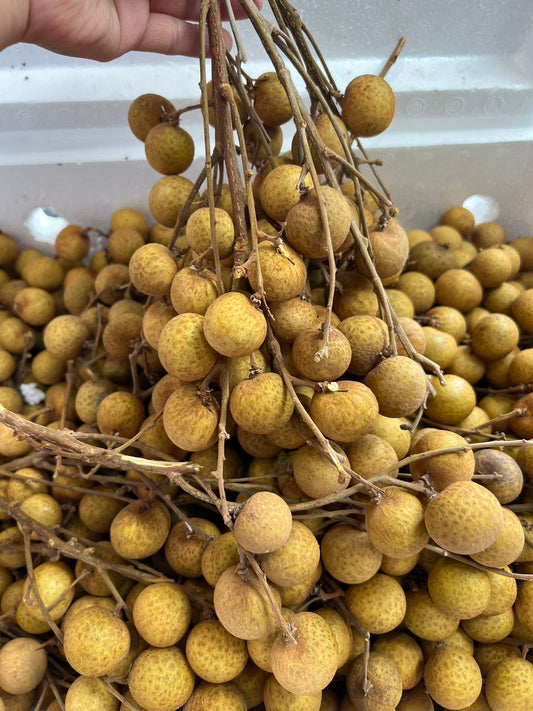 泰國🇹🇭帶枝大龍眼