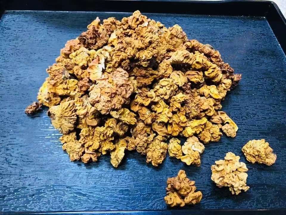 黃耳 (半磅装) $25