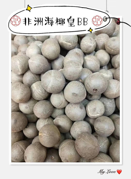 非洲海椰BB 🥥